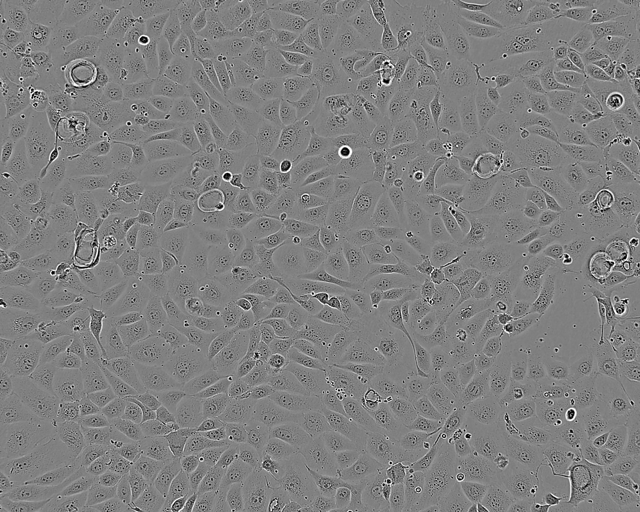 A-10 Cell:大鼠主动脉细胞系