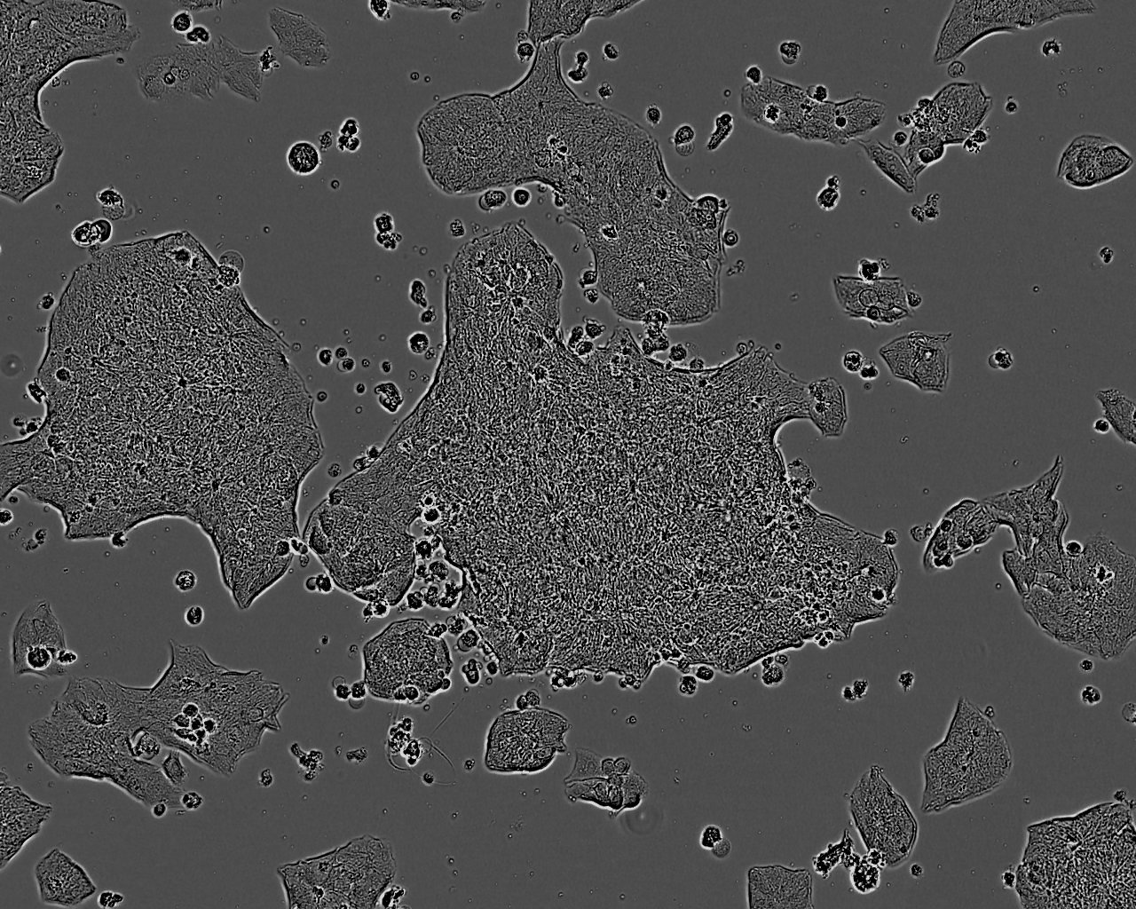 WPE-int Cell:人正常前列腺上皮细胞系