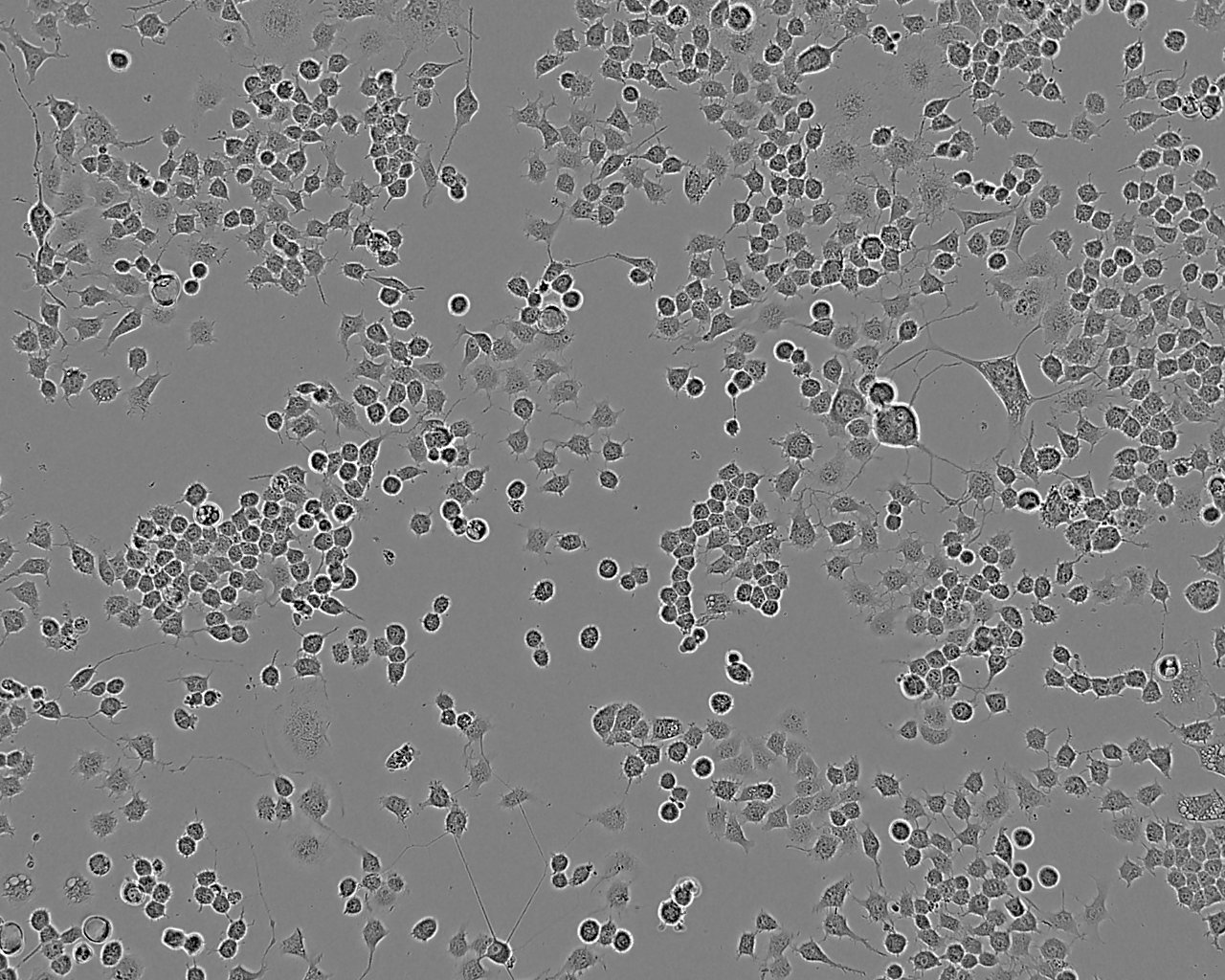 SVEC4-10 Cell:小鼠淋巴结血管上皮样细胞系