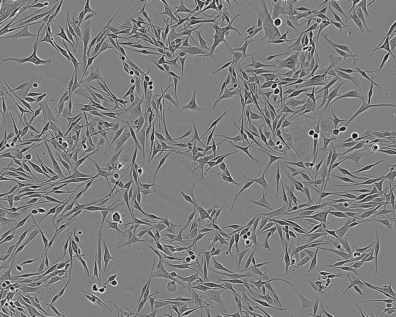 MDST8 Cell:人结肠癌细胞系