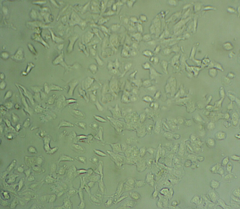 8505C Cell:人甲状腺癌细胞系