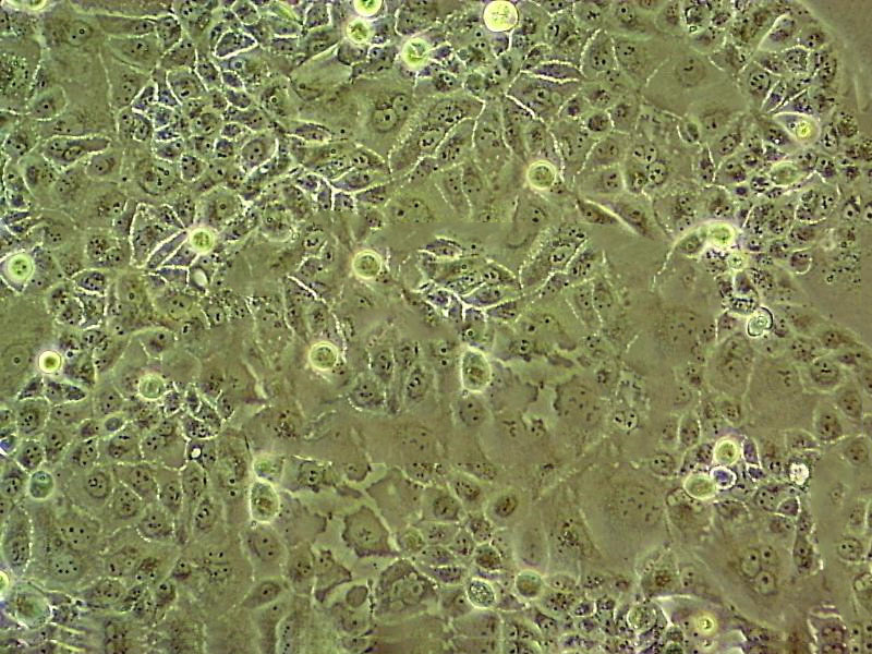 HSC-3 Cell:人口腔鳞癌细胞系