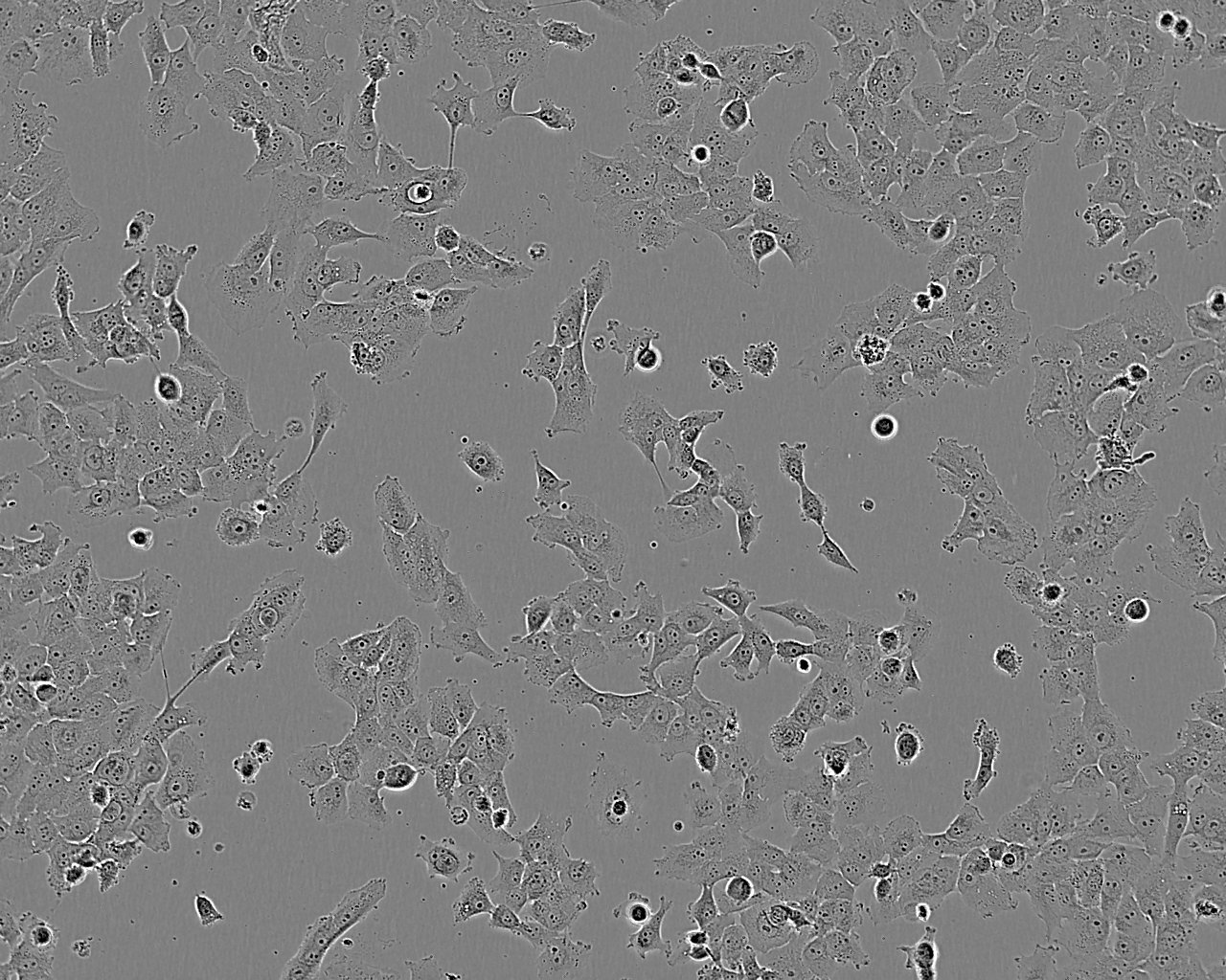 HSC-4 Cell:人口腔鳞癌细胞系