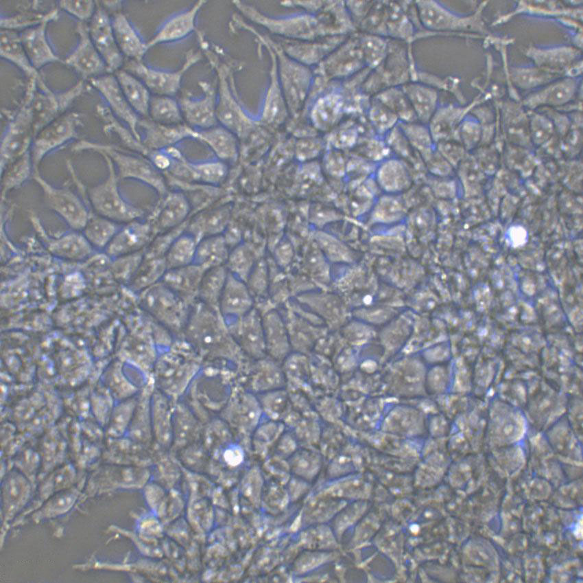 Caco-2 Cell:人结直肠腺癌细胞系