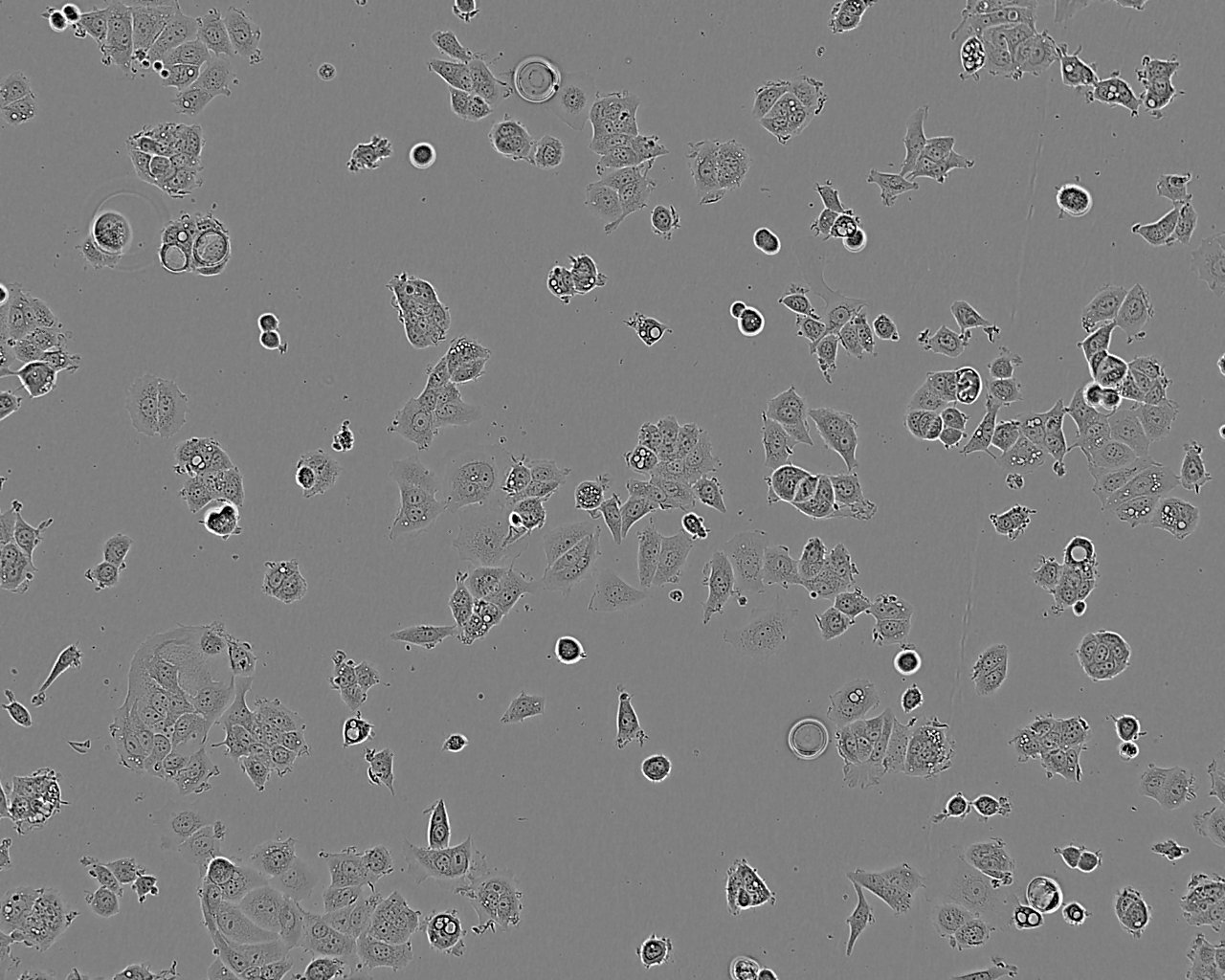 LLC-MK2 Cell:恒河猴肾细胞系