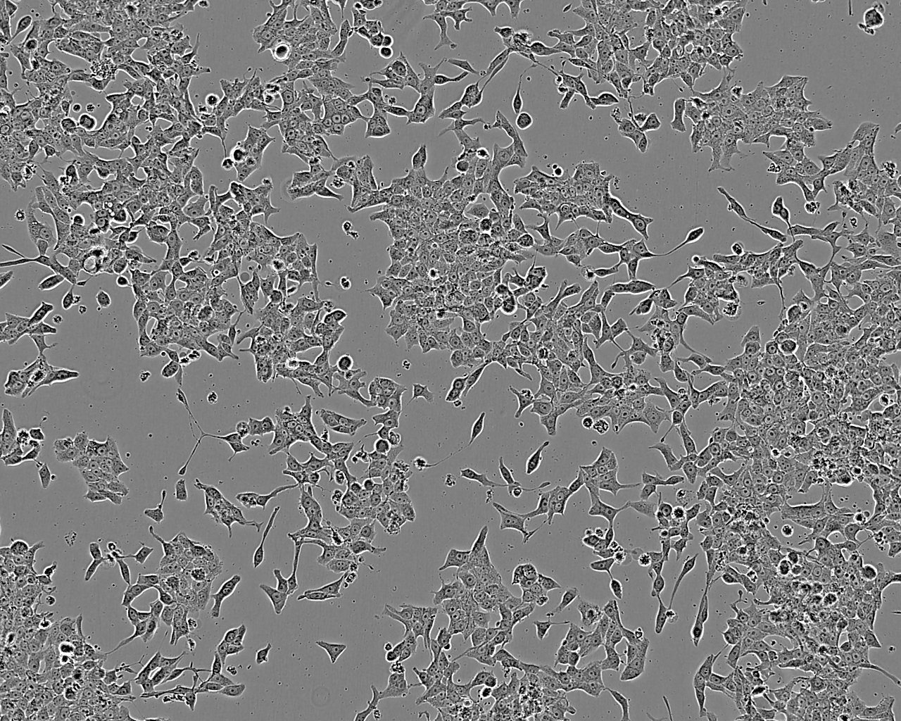 K7M2-WT Cell:小鼠骨肉瘤成骨细胞系