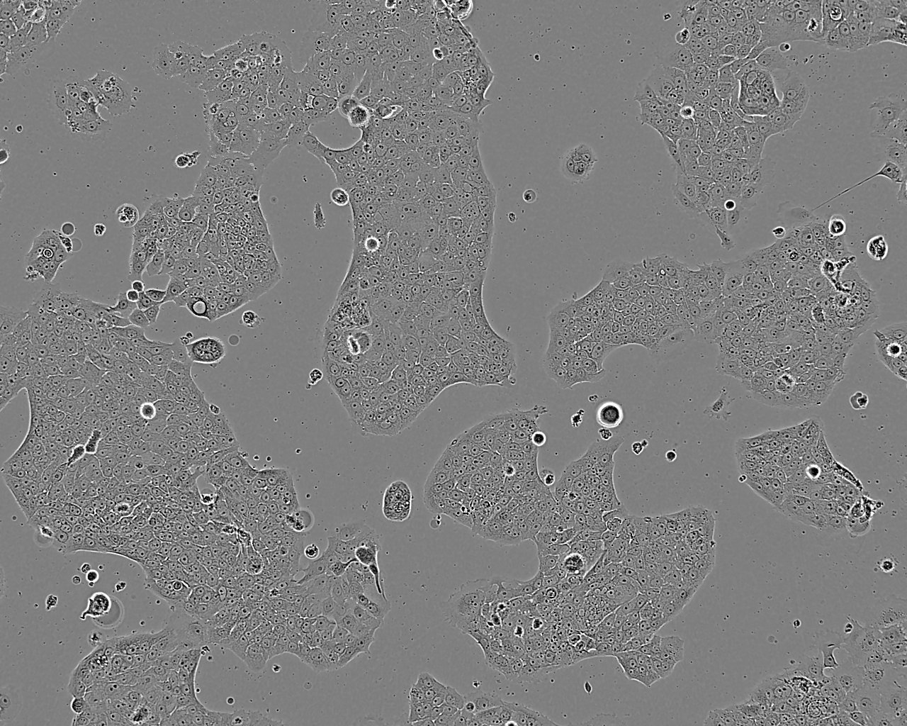 MeT-5A epithelioid cells人膜间皮细胞系