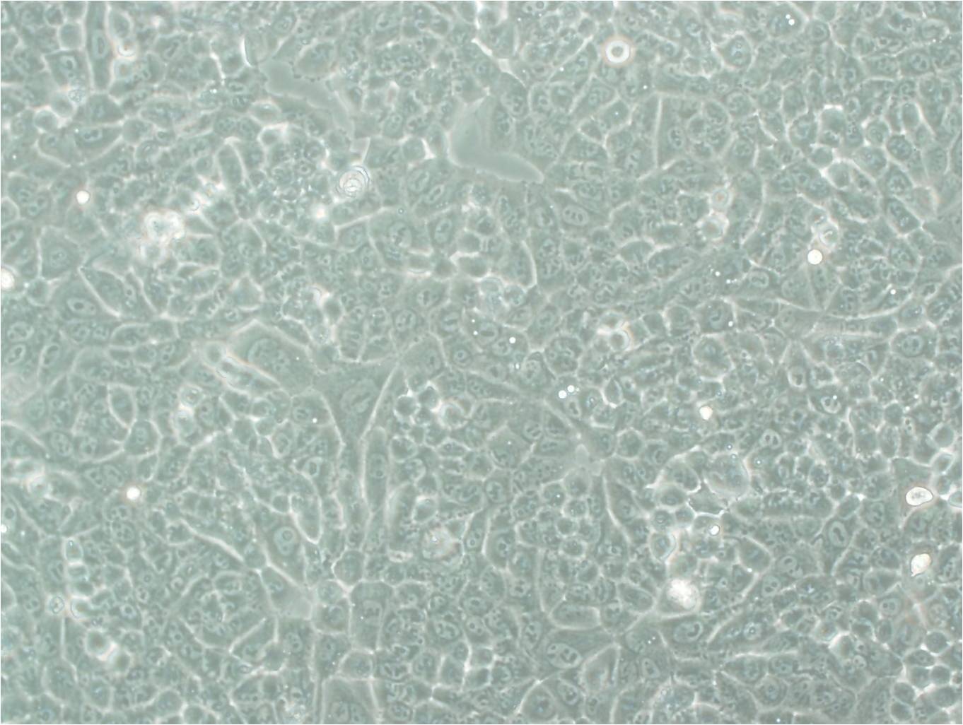 SH-SY5Y epithelioid cells人神经母细胞瘤细胞系