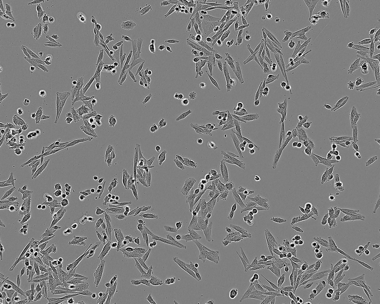 D341 Med epithelioid cells人脑髓母细胞瘤细胞系