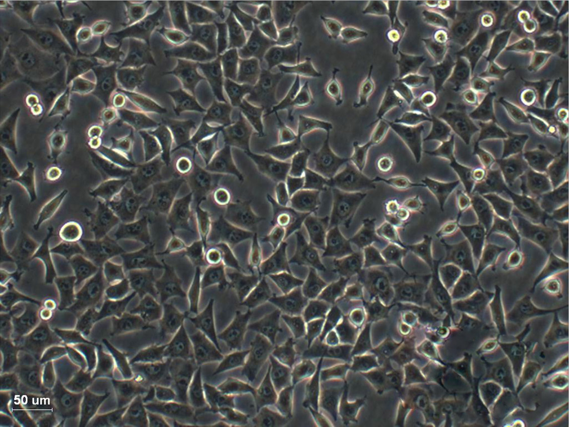 NCI-H2110 epithelioid cells人非小细胞肺癌细胞系