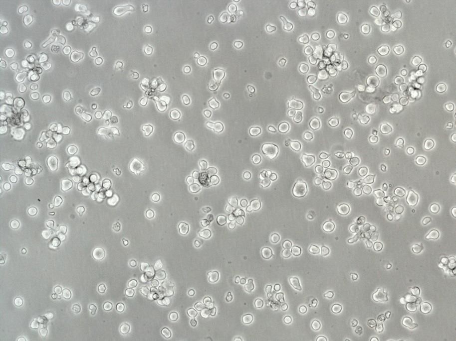 THP-1 Cell:人单核细胞白血病细胞系