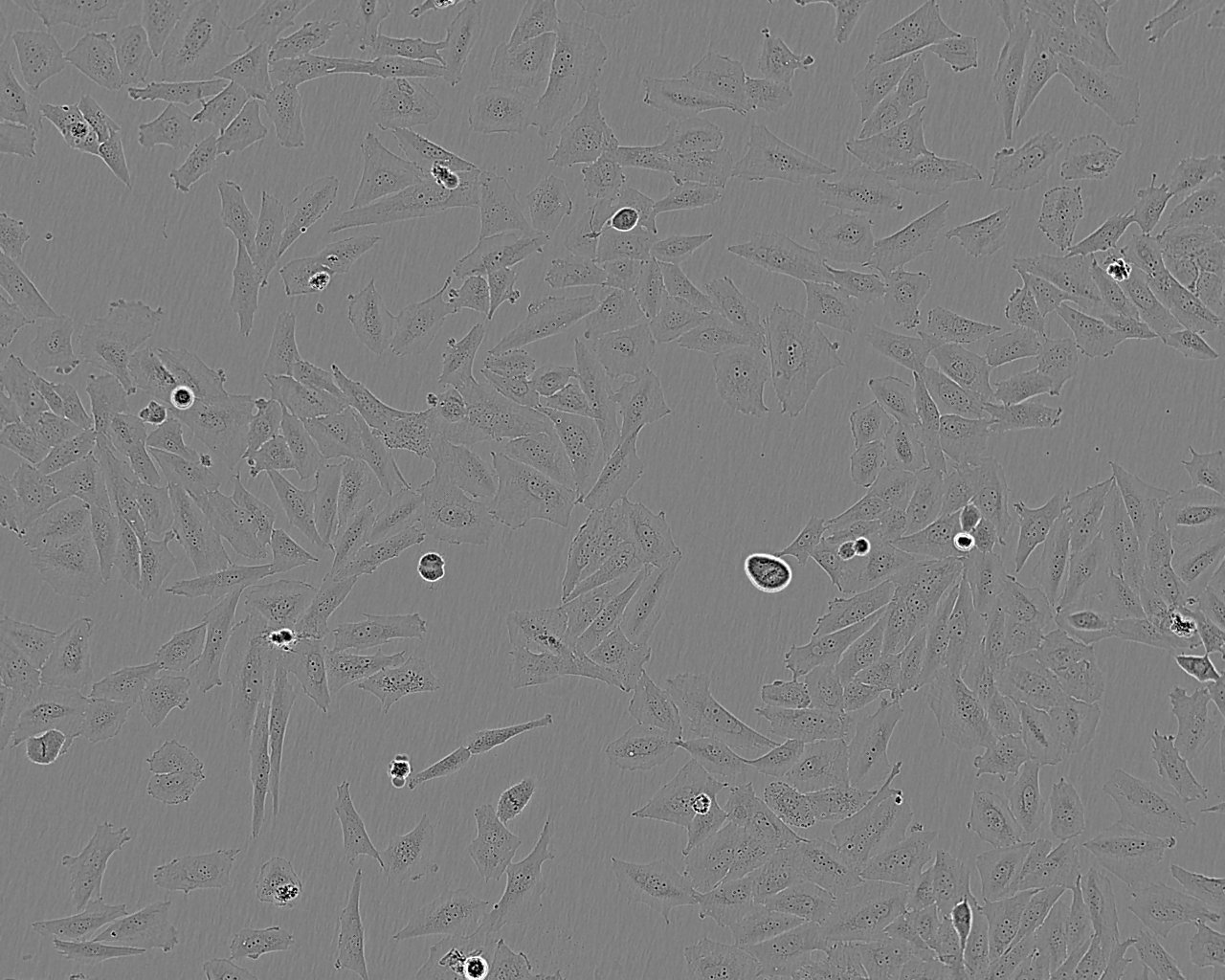 HuNS1 epithelioid cells人多发性骨髓瘤细胞系