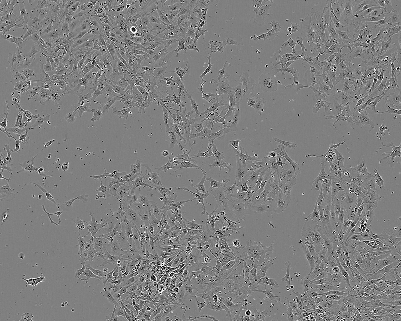 COLO 829 epithelioid cells人黑色素瘤细胞系