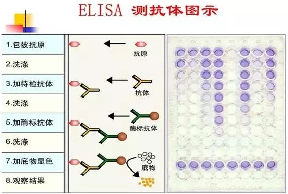 小鼠巨噬细胞炎性蛋白1β酶联免疫试剂盒