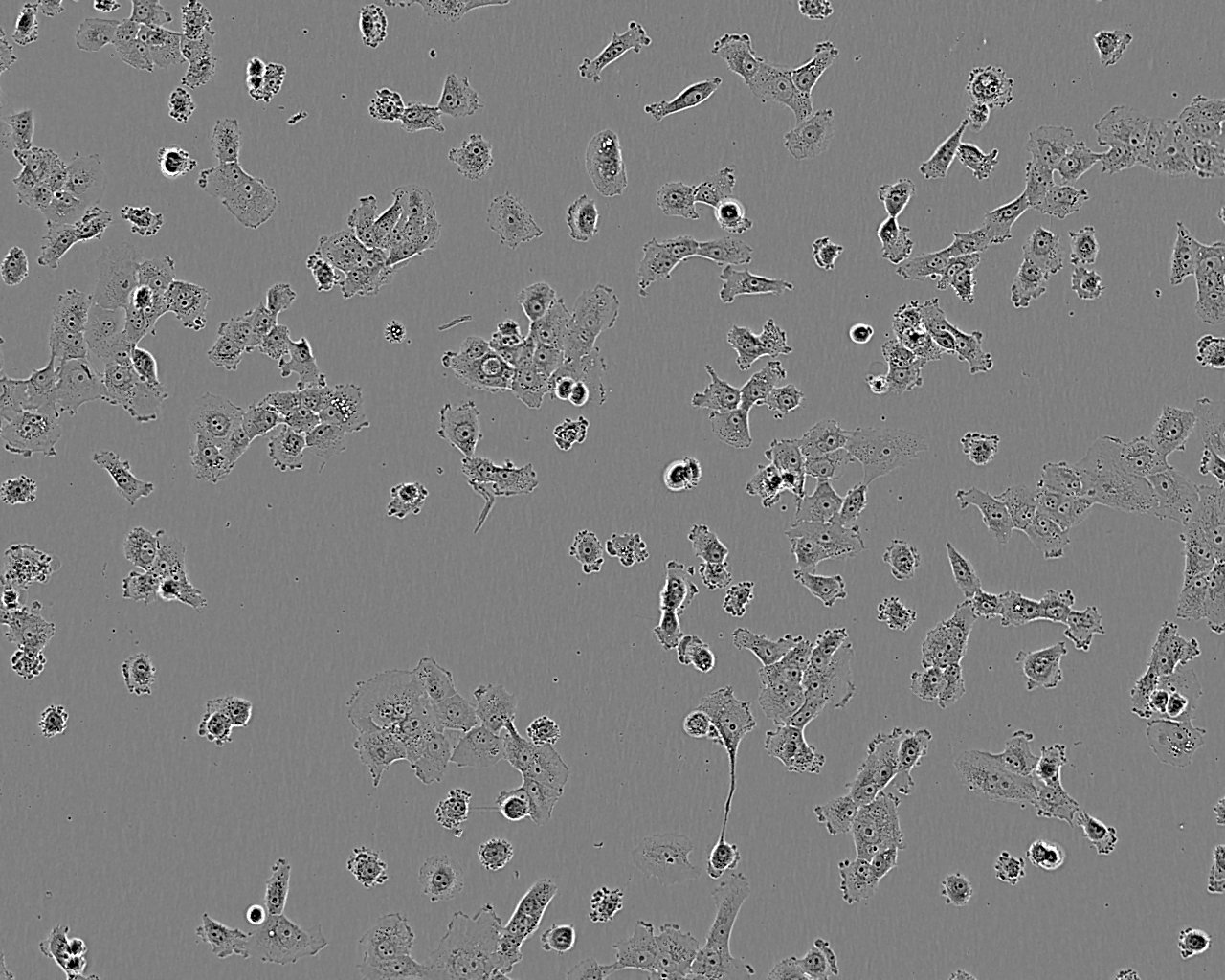 U-343MG epithelioid cells人脑胶质瘤细胞系