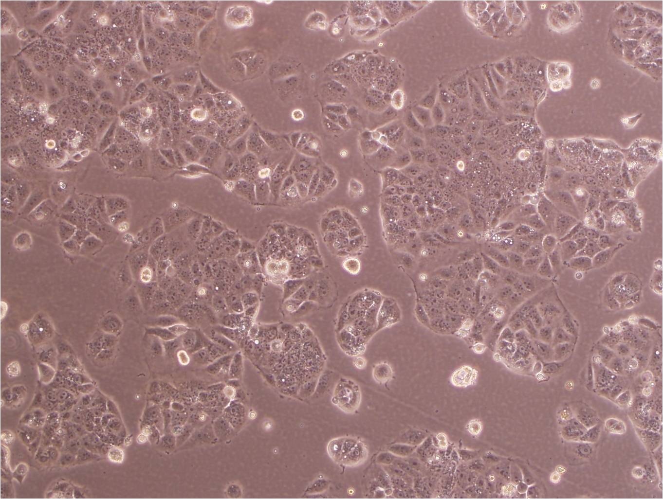 RIN-14B epithelioid cells大鼠胰岛素瘤细胞系