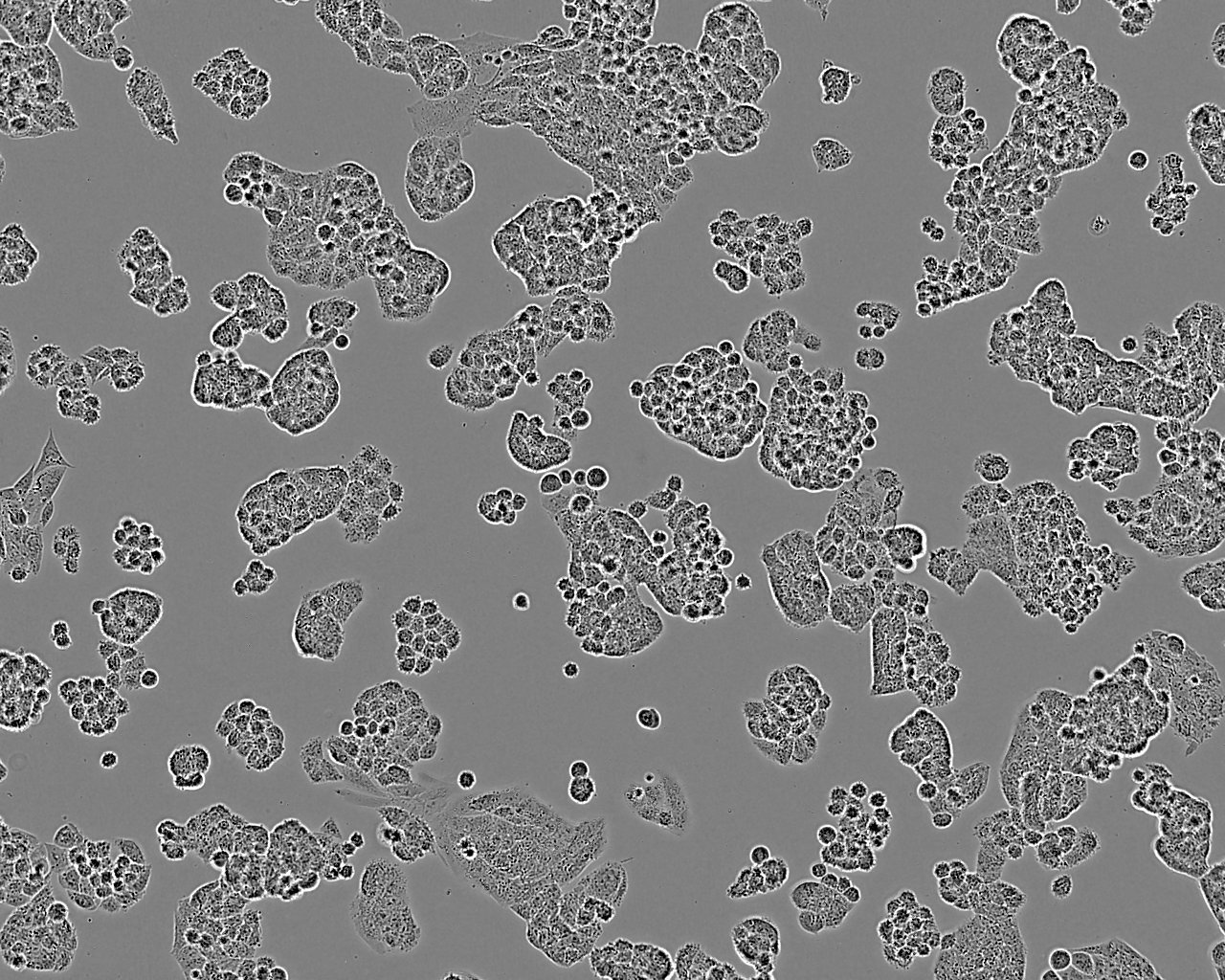 UPCI-SCC-090 epithelioid cells人口腔鳞癌细胞系