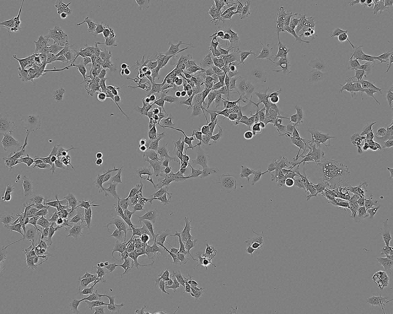 HL-1 epithelioid cells小鼠心房肌细胞系