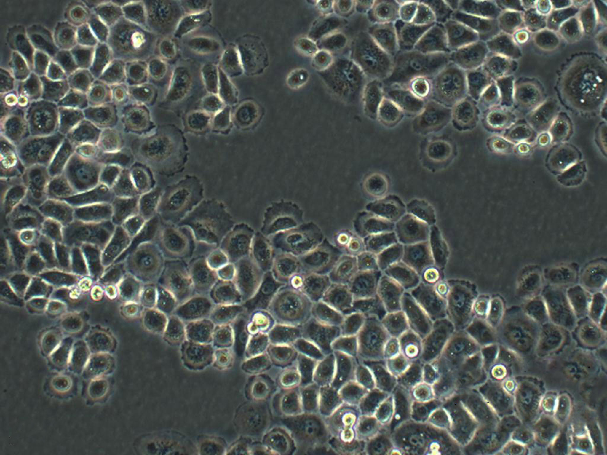 NCI-H716 Adherent人结直肠腺癌细胞系