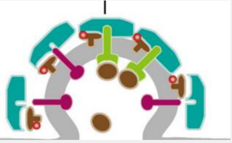 PLK1抑制剂(Rigosertib sodium)