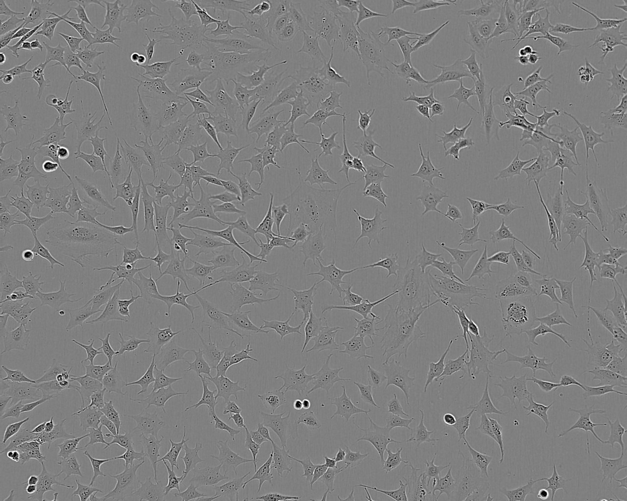 COV434 Adherent人卵巢颗粒肿瘤细胞系