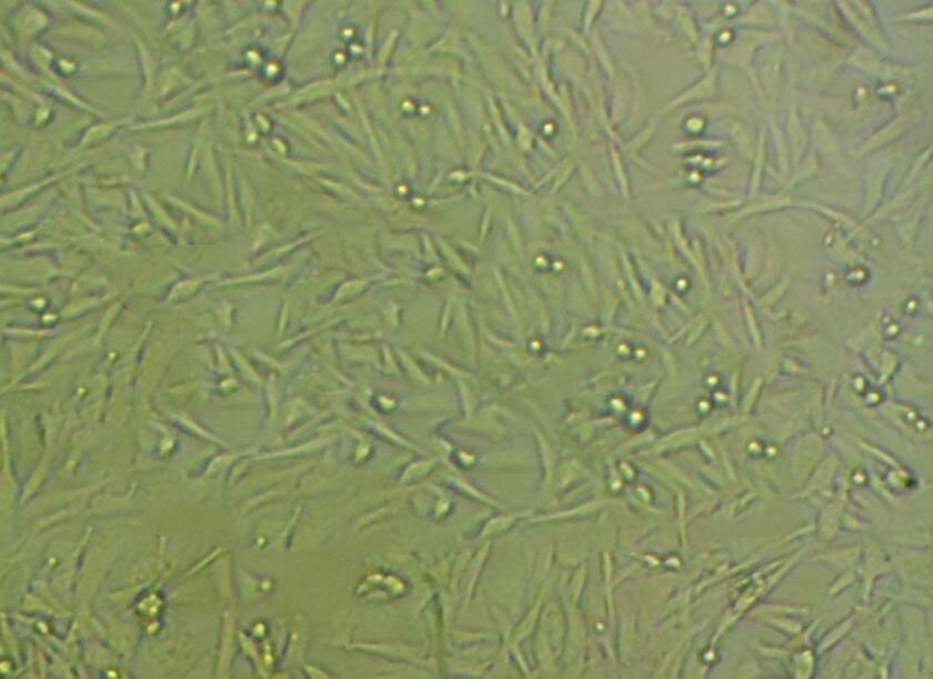 MCF-10A Adherent人正常乳腺上皮细胞系