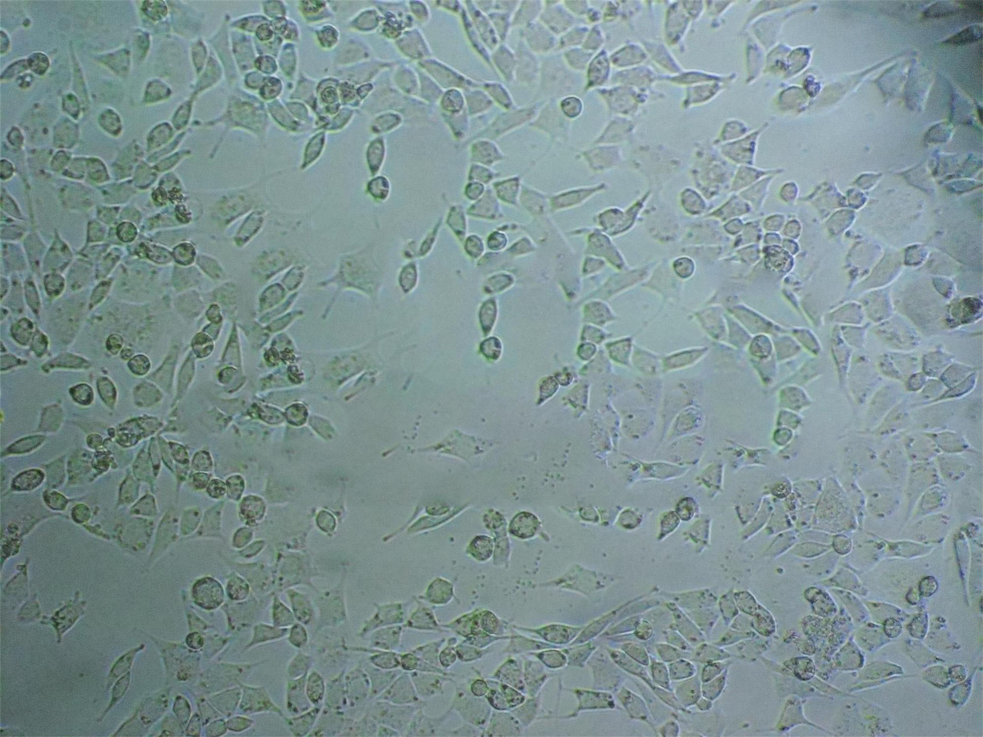 MCF-12A Adherent人乳腺上皮细胞系