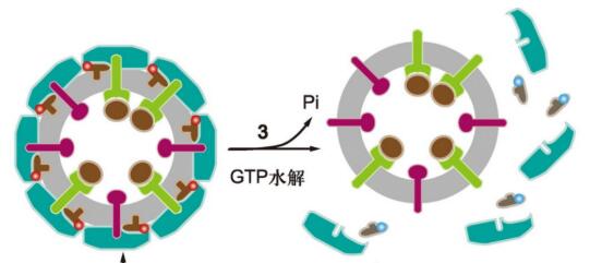 CDK8andWnt抑制剂(Wogonin)