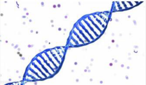 Mcl-1抑制剂（Marinopyrrole A）