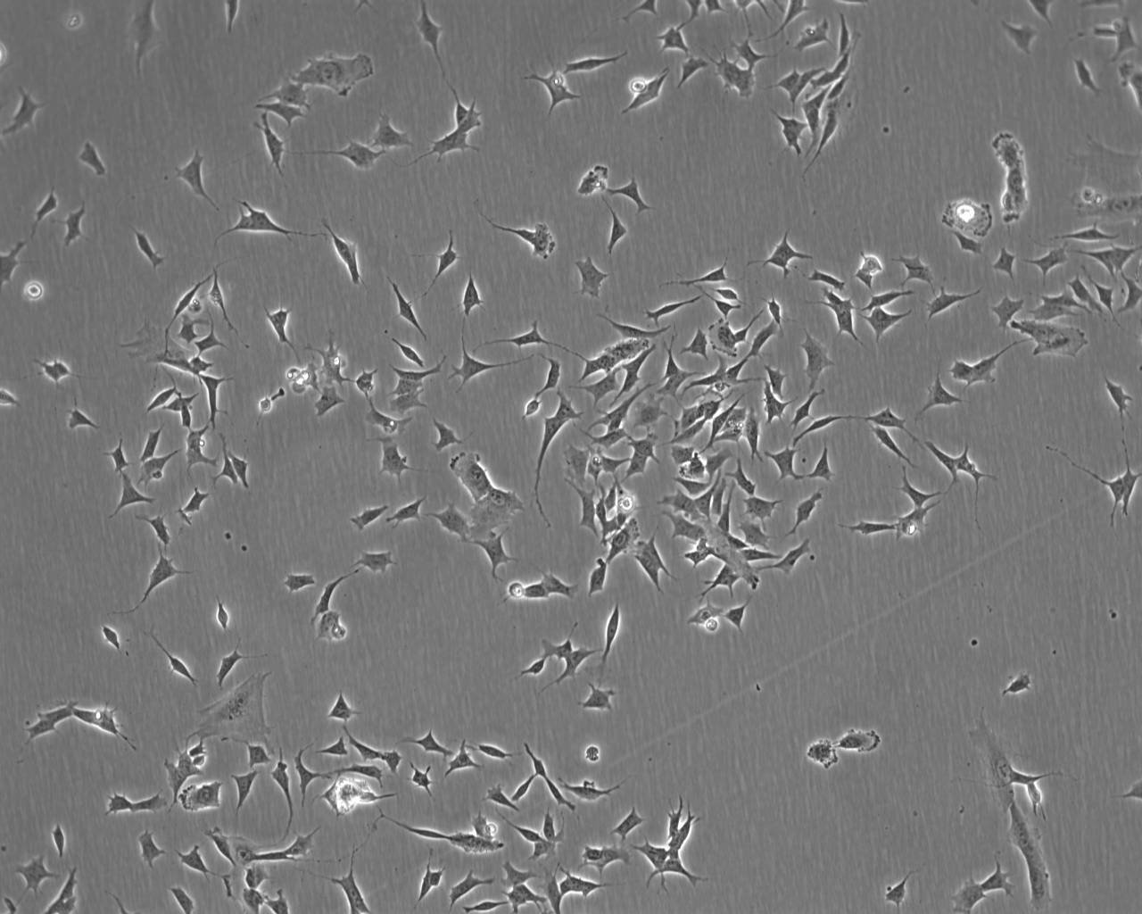 MCF-12F Adherent人乳腺上皮细胞系