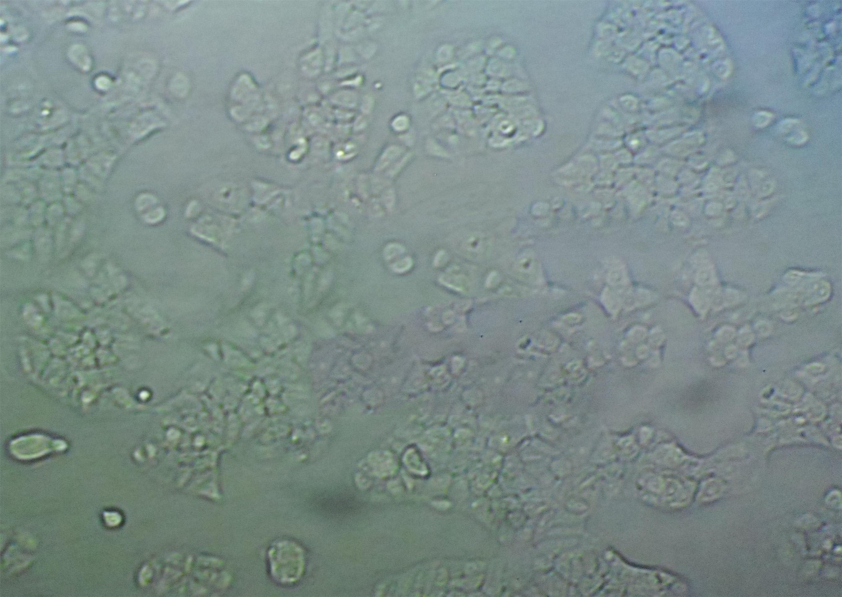 WEHI-164 Adherent小鼠纤维肉瘤细胞系