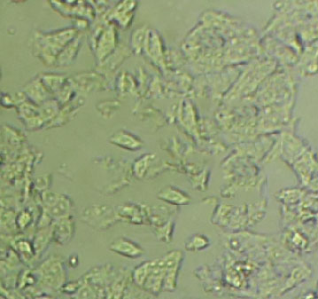 HCC38 Thawing人乳腺导管癌细胞系