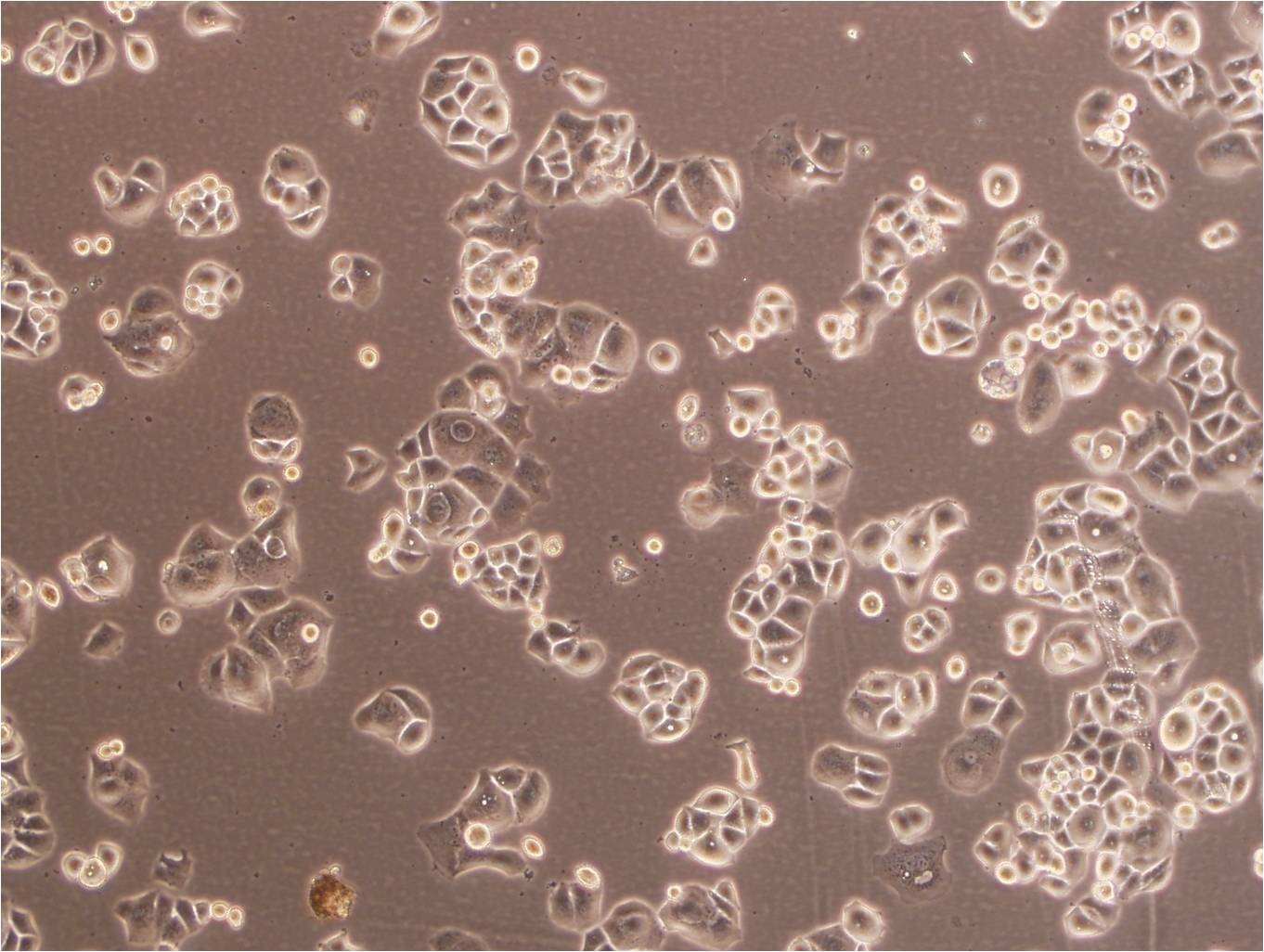 NCI-H1184 epithelioid cells人肺癌细胞系