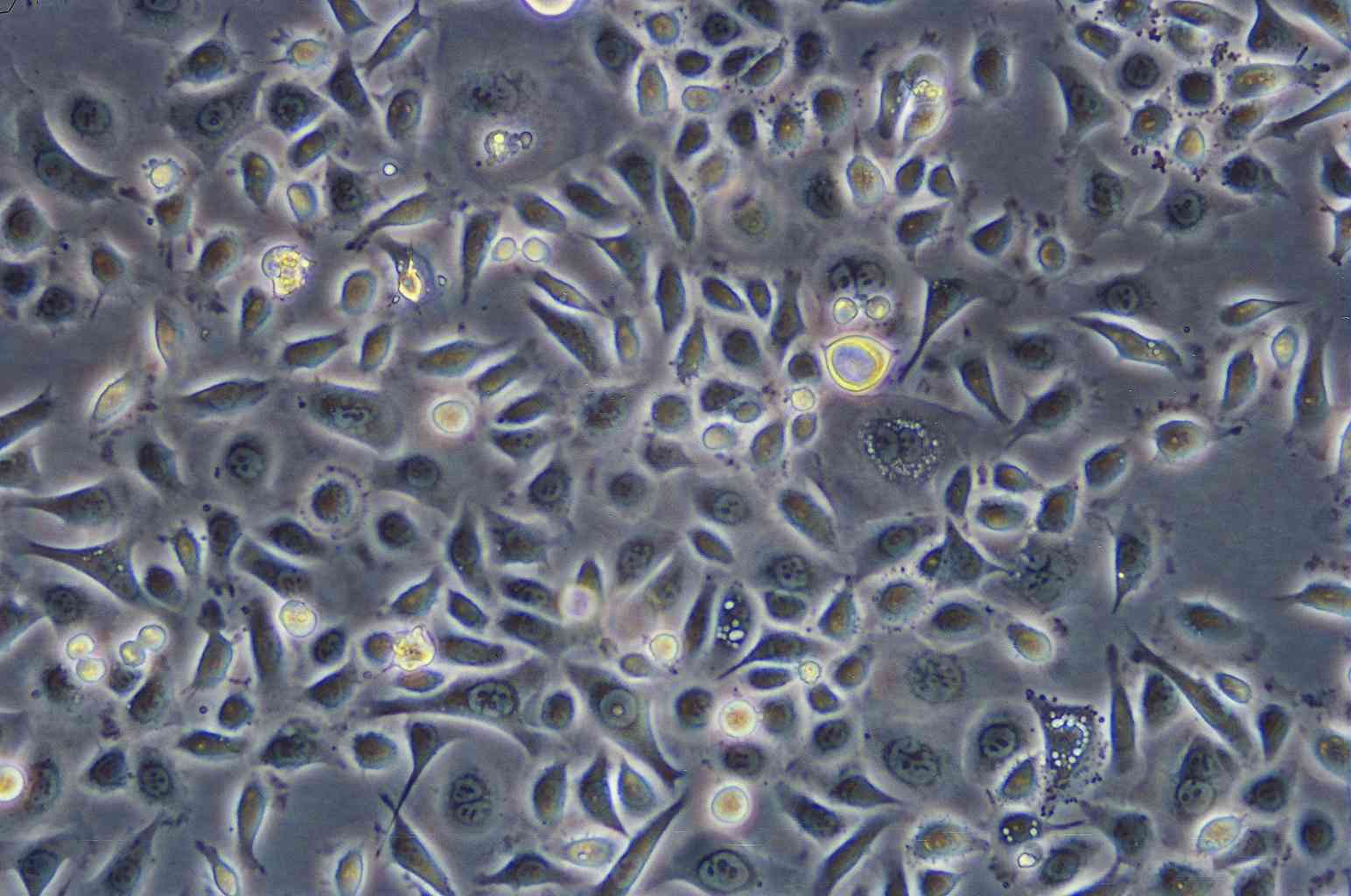 DLD-1 cell line人结直肠腺癌上皮细胞系