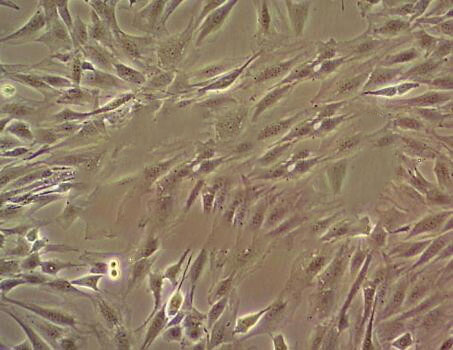 NCI-H508 cell line人结肠直肠腺癌细胞系