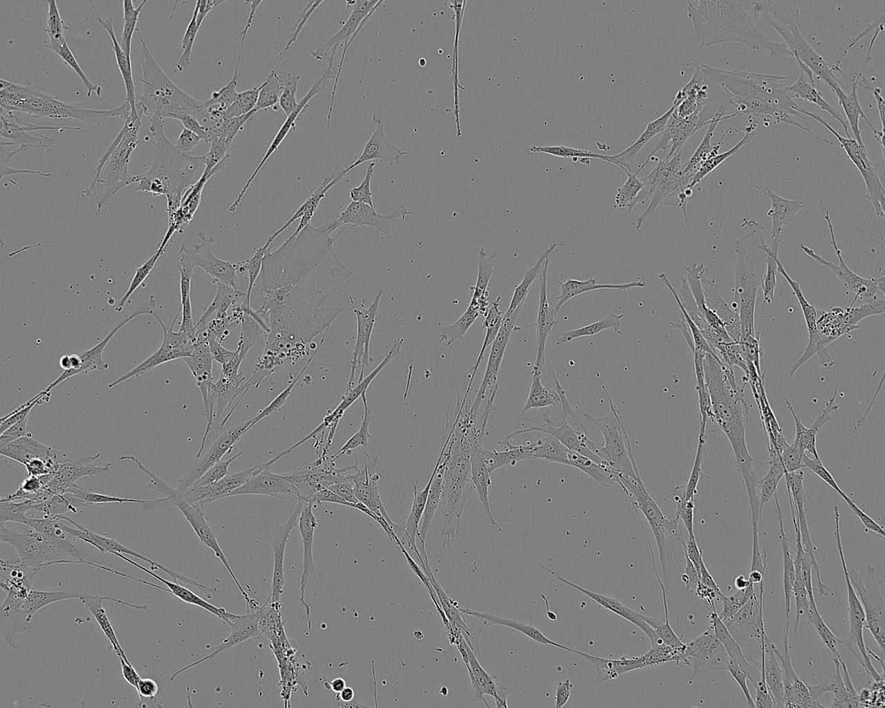 PT-K75 fibroblast cells猪鼻甲黏膜成纤维细胞系