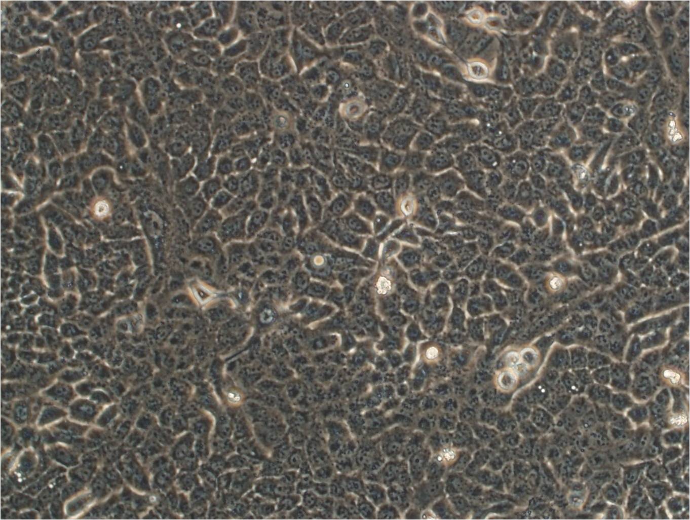 SK-MES-1 cell line人肺鳞癌细胞系