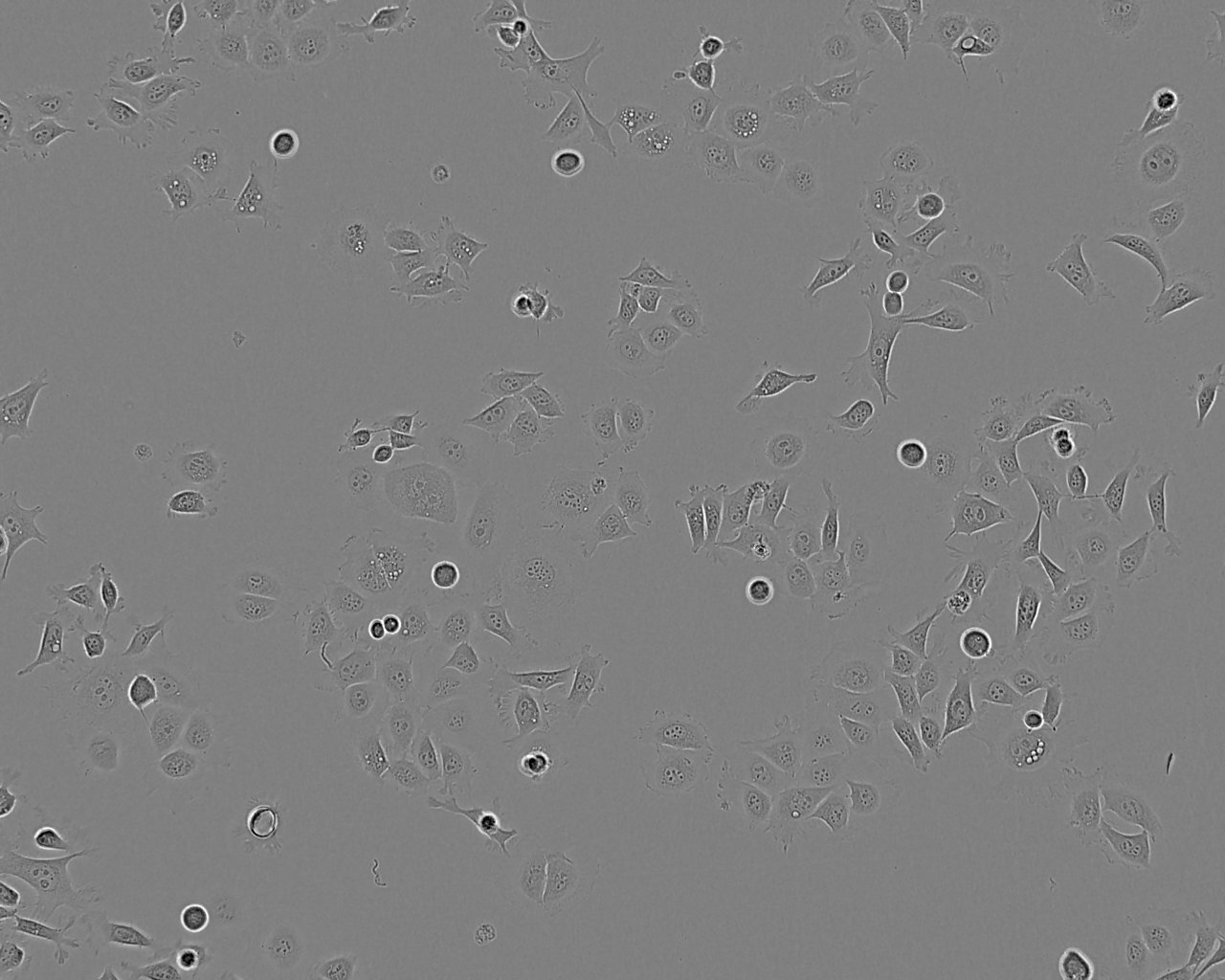 QGY-7701 cell line人肝癌细胞系