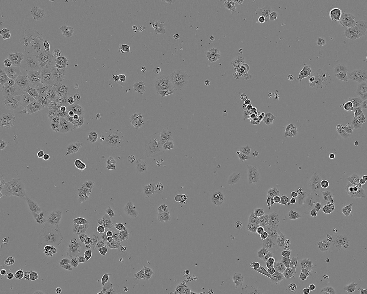 AR42J cell line大鼠胰腺外分泌腺肿瘤细胞系