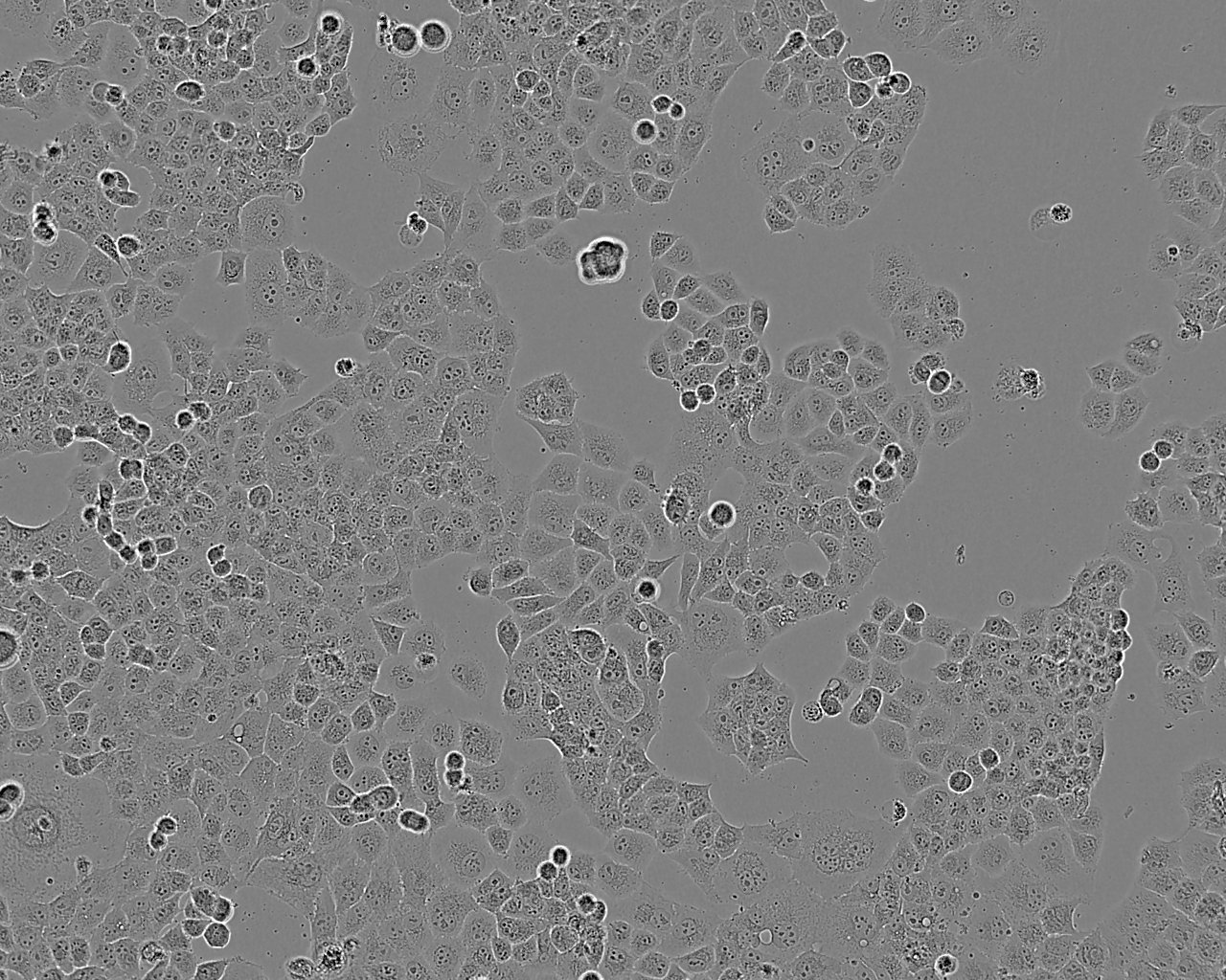 Vero C1008 cell line非洲绿猴肾细胞系