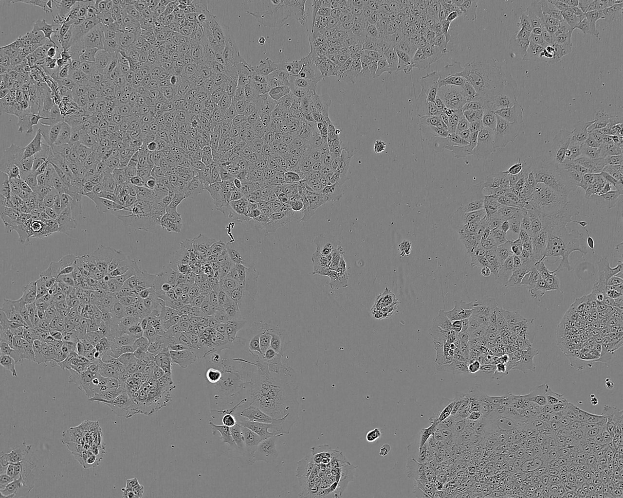 WPE-int cell line人正常前列腺上皮细胞系