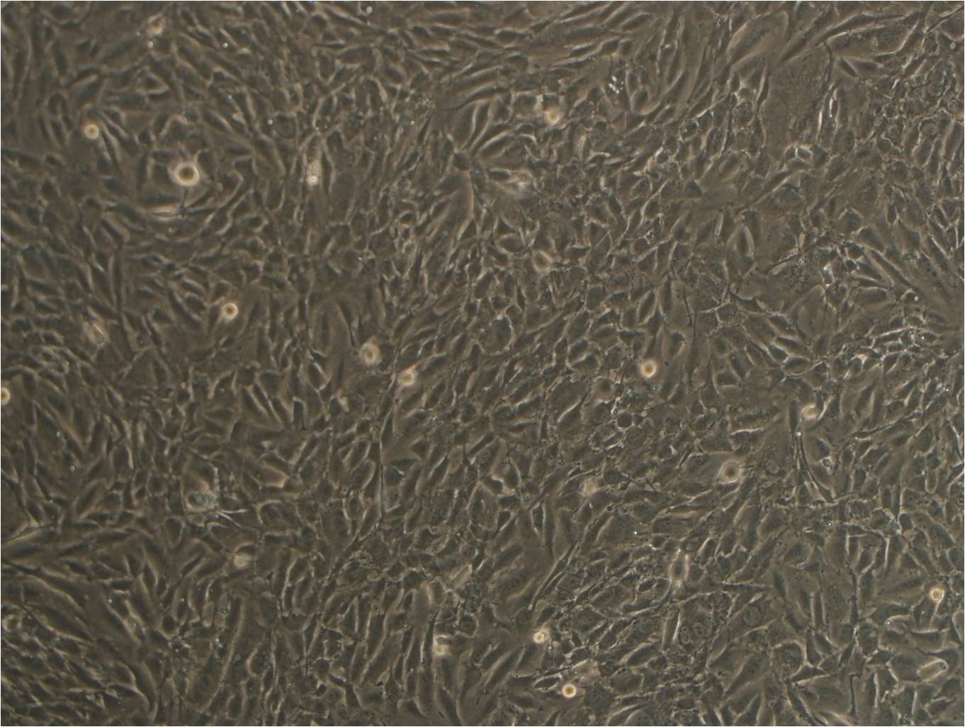 NCI-H1573 cell line人肺癌腺癌细胞系