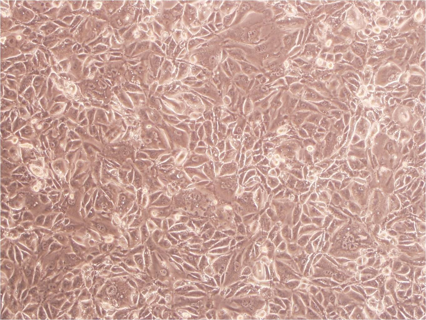 RERF-LC-MS cell line人肺癌腺癌细胞系