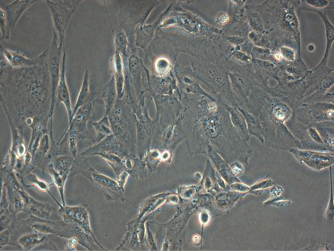 NCI-H2172 cell line人非小细胞肺癌细胞系