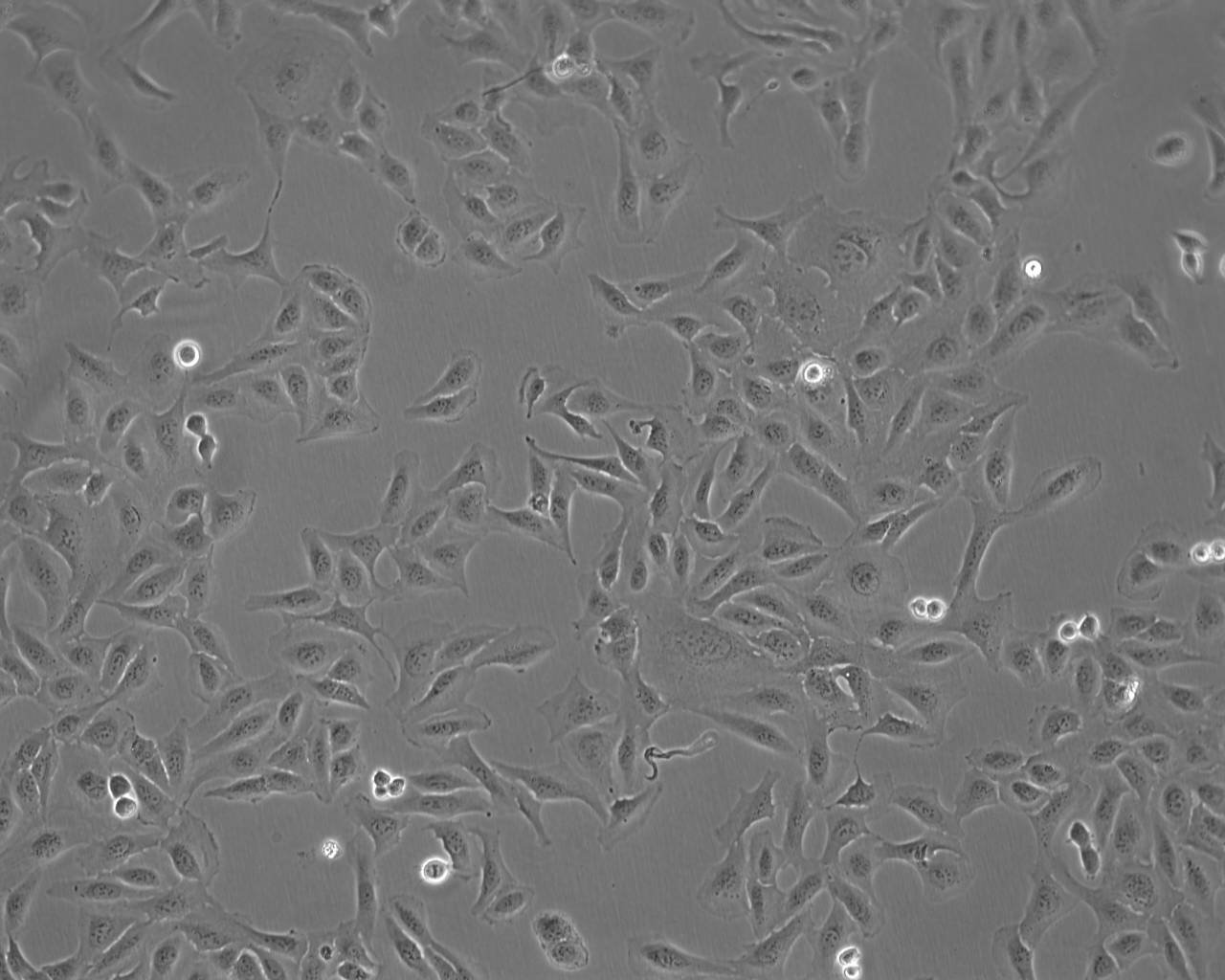 COLO 738 cell line人胸腔积液恶性纤维组织细胞系