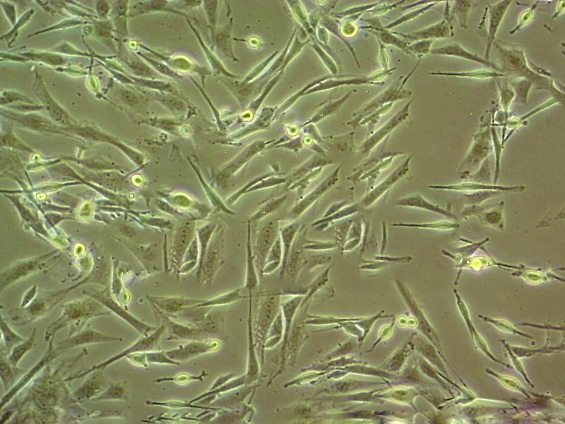 UMNSAH/DF-1 cell line鸡胚胎成纤维细胞系