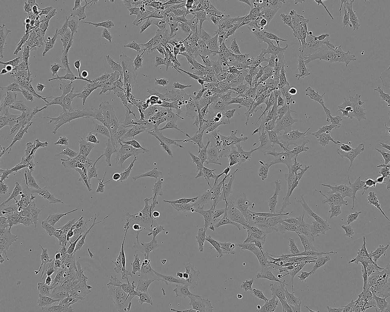 GM00637 cell line人皮肤成纤维细胞系