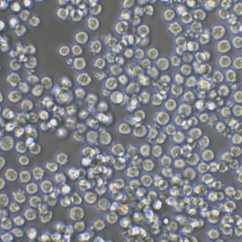 RPMI-8226 cell line人多发性骨髓瘤细胞系