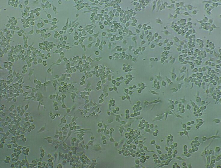 THP-1 cell line人单核细胞白血病细胞系