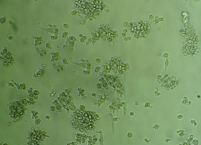 GA-10 clone 4 cell line人B淋巴细胞瘤细胞系